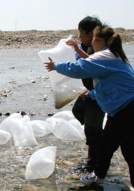 100万尾裸鲤鱼苗放流青海湖