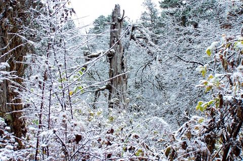 雪后毕棚沟：梦幻般的仙境