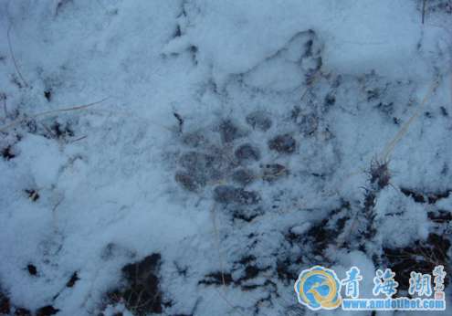果洛州年保玉则日前发现雪豹出没