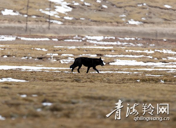 三江源国家公园黄河源园区首次发现罕见黑狼