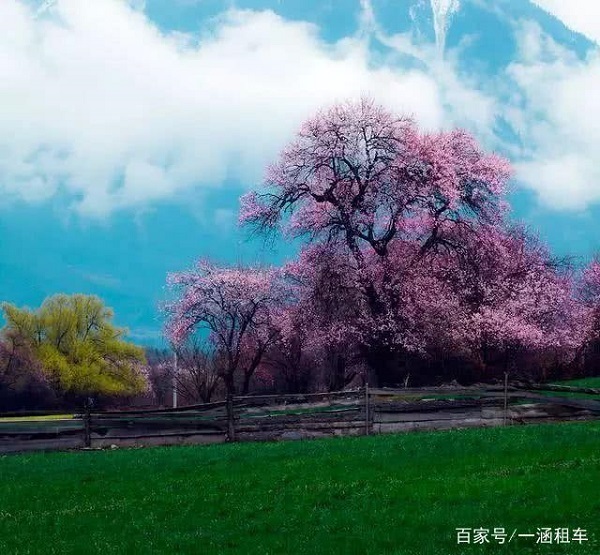 2019年林芝桃花节开幕式时间确定于本月23日