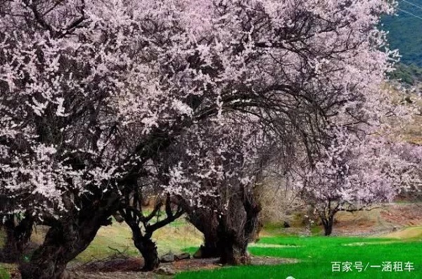 2019年林芝桃花节开幕式时间确定于本月23日