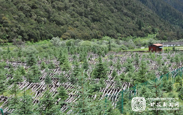 小木耳种出脱贫大产业