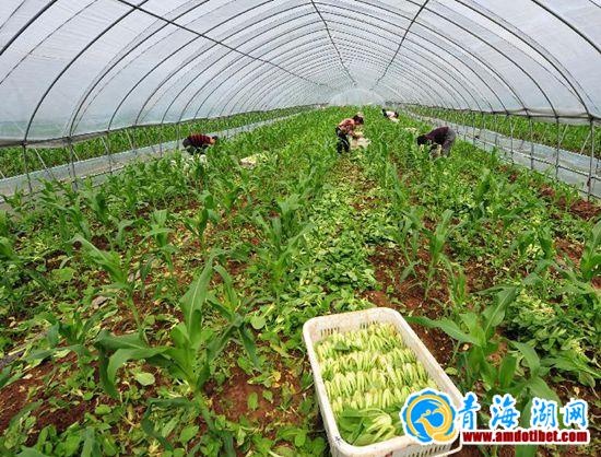 同德建农民专业合作社