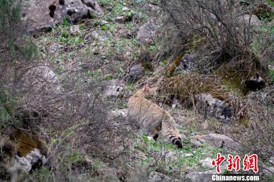 工作人员在祁连山区域直接记录到荒漠猫影像