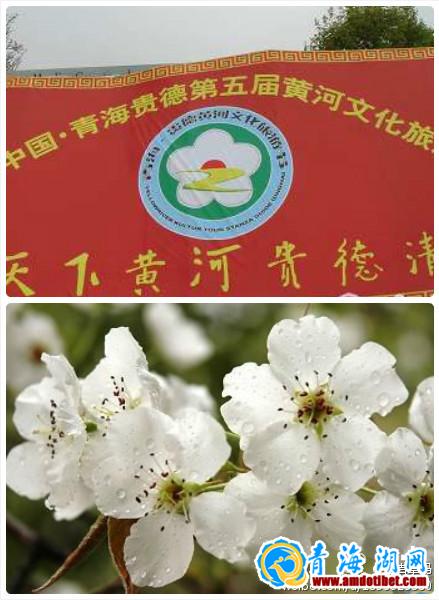 贵德：和梨花一起飞舞