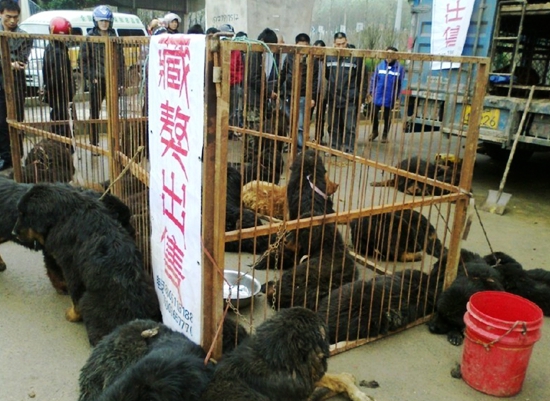 小说《藏獒的爱与痛》