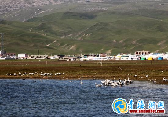 青海湖沙岛　转湖途中一道最为独特的风景线